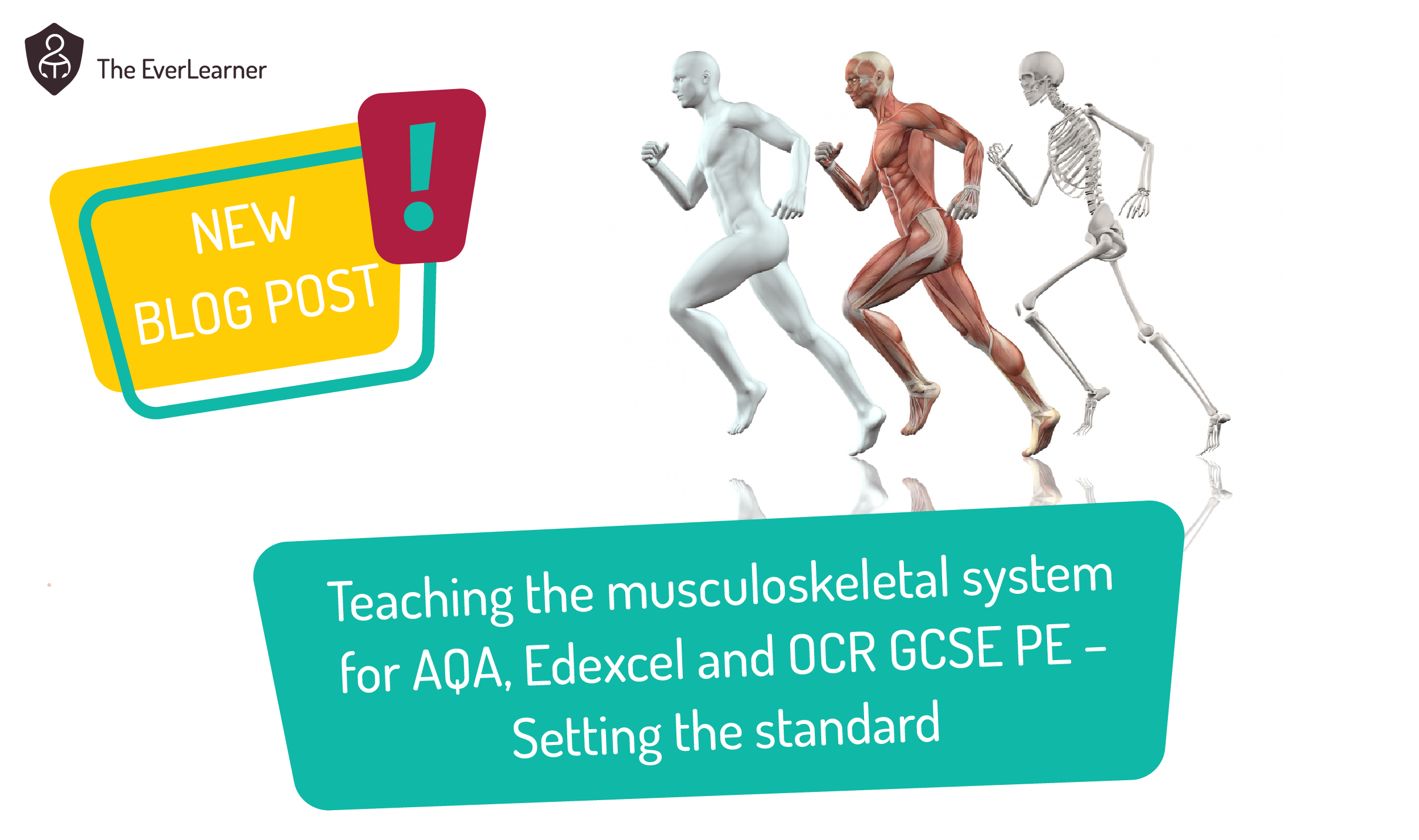 Teaching the musculoskeletal system for AQA, Edexcel and OCR GCSE PE ...